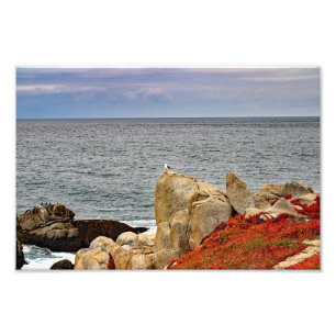 17 Mile Drive Foto Afdruk