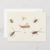17e C. Kunstschets van zeven verschillende insecte Briefkaart (Voorkant / Achterkant)