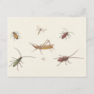 17e C. Kunstschets van zeven verschillende insecte Briefkaart