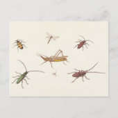 17e C. Kunstschets van zeven verschillende insecte Briefkaart (Voorkant)