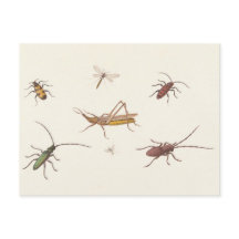 17e C. Kunstschets van zeven verschillende insecte