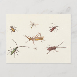 17e C. Kunstschets van zeven verschillende insecte Briefkaart