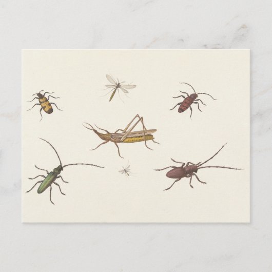 17e C. Kunstschets van zeven verschillende insecte Briefkaart (Voorkant)