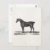 1800 Engelse Hunter Horse Hunting Horses Briefkaart (Voorkant / Achterkant)