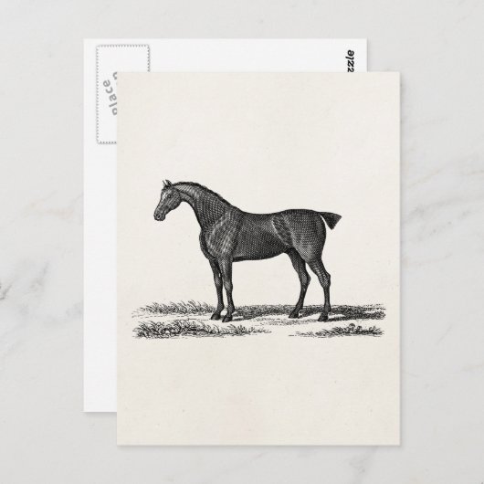 1800 Engelse Hunter Horse Hunting Horses Briefkaart (Voorkant / Achterkant)