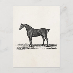  1800 Engelse Hunter Horse Hunting Horses Briefkaart