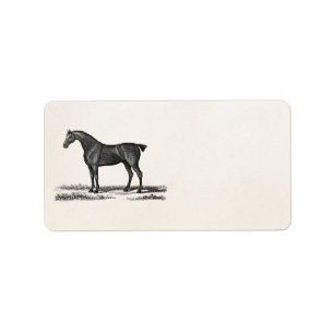 1800 Engelse Hunter Horse Hunting Horses Etiket