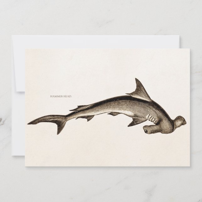  1800 Hammerhead Shark Old Hammer Head (Voorkant)