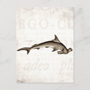  1800 Hammerhead Shark Old Hammer Head Briefkaart