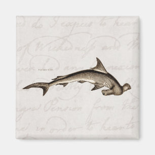  1800 Hammerhead Shark Old Hammer Head Magneet