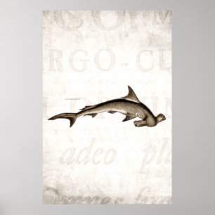  1800 Hammerhead Shark Old Hammer Head Poster