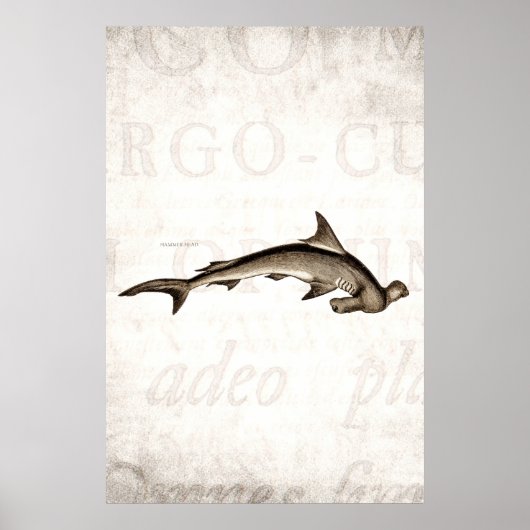 1800 Hammerhead Shark Old Hammer Head Poster (Voorkant)