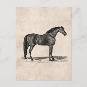1800-serie-illustratie van Arabisch paard - paard Briefkaart