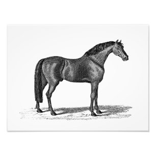  1800-serie-illustratie van Arabisch paard - paard Foto Afdruk
