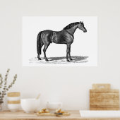 1800-serie-illustratie van Arabisch paard - paard Poster (Keuken)