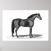 1800-serie-illustratie van Arabisch paard - paard Poster (Voorkant)