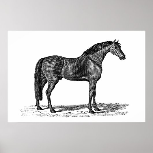 1800-serie-illustratie van Arabisch paard - paard Poster (Voorkant)