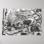  1800s Afrikaanse dieren ter illustratie van diere Poster (Voorkant)