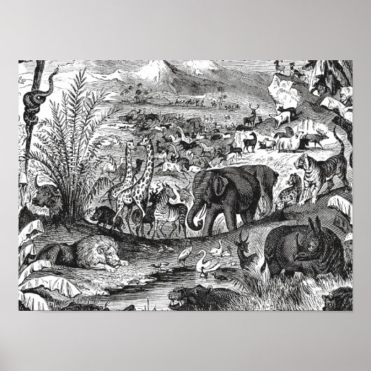  1800s Afrikaanse dieren ter illustratie van diere Poster (Voorkant)