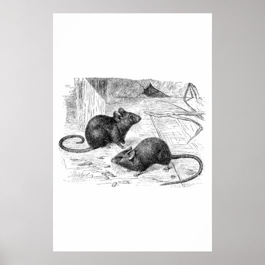 1800s Barn Mouse Retro Mice Illustration Poster (Voorkant)