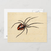  1800s Black Red Spider Sjabloon Spiders Briefkaart (Voorkant / Achterkant)