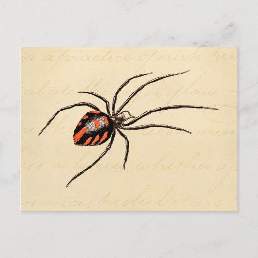  1800s Black Red Spider Sjabloon Spiders Briefkaart (Voorkant)