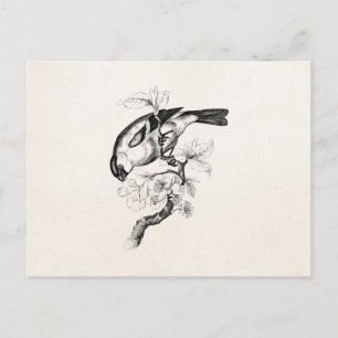  1800s Bullfinch Bird Illustration - Birds Briefkaart