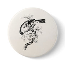 1800s Bullfinch Bird Illustration - Birds