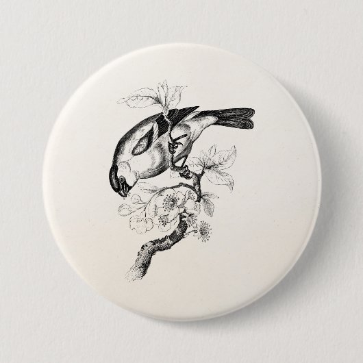  1800s Bullfinch Bird Illustration - Birds Ronde Button 7,6 Cm (Voorkant)