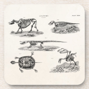  1800s Dierlijke skeletten Antiek anatomie Bier Onderzetter
