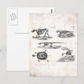  1800s Dierlijke skeletten Antiek anatomie Briefkaart (Voorkant / Achterkant)