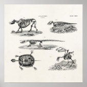  1800s Dierlijke skeletten Antiek anatomie Poster (Voorkant)