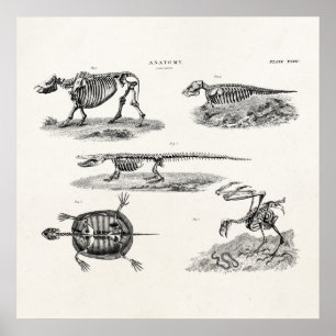  1800s Dierlijke skeletten Antiek anatomie Poster