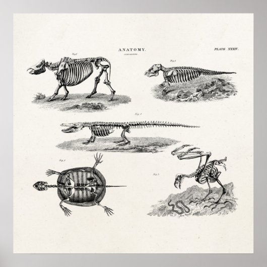  1800s Dierlijke skeletten Antiek anatomie Poster (Voorkant)