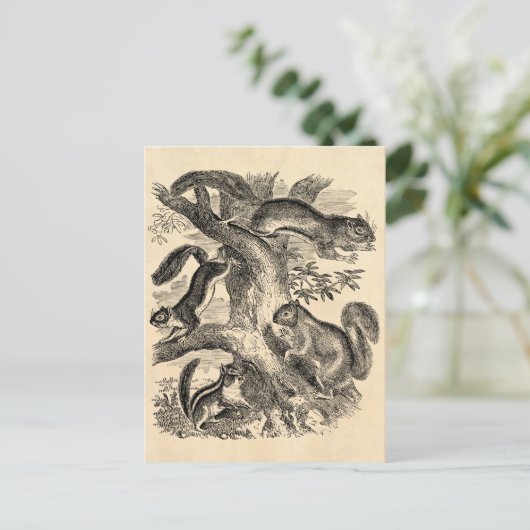  1800s Eekhoorn Illustratie - Eekhoorn Briefkaart (Staand voorkant)