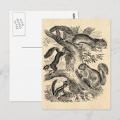  1800s Eekhoorn Illustratie - Eekhoorn Briefkaart (Voorkant / Achterkant)