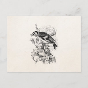 1800s Goldfinch Bird Illustration - Birds Briefkaart