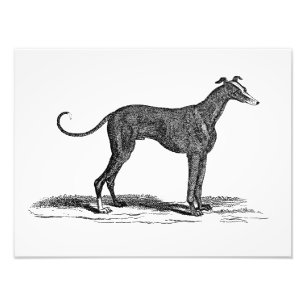  1800s Greyhound Dog Illustration - Honden Foto Afdruk