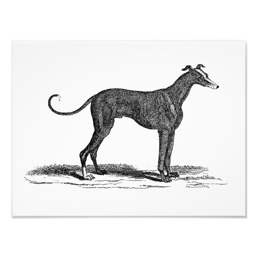 1800s Greyhound Dog Illustration - Honden Foto Afdruk (Voorkant)