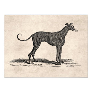  1800s Greyhound Dog Illustration - Honden Foto Afdruk