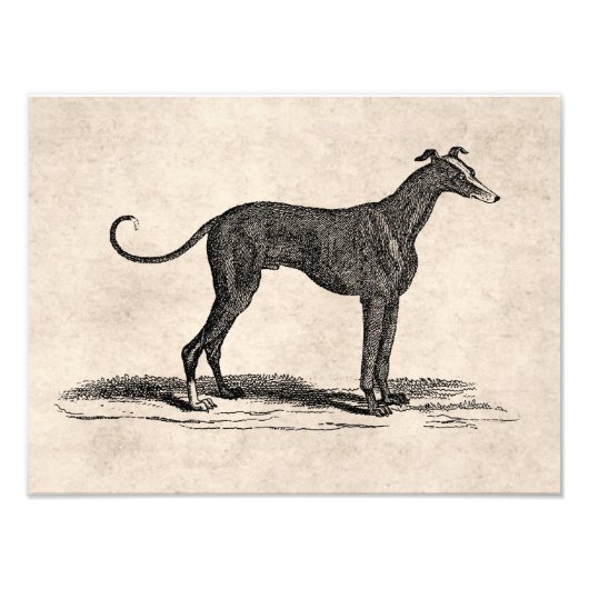 1800s Greyhound Dog Illustration - Honden Foto Afdruk (Voorkant)