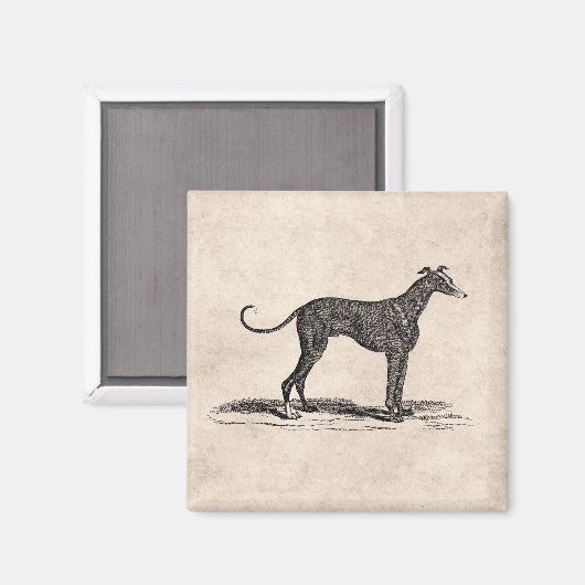  1800s Greyhound Dog Illustration - Honden Magneet (Voorkant / Achterkant)