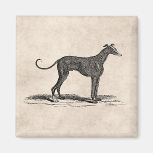  1800s Greyhound Dog Illustration - Honden Magneet