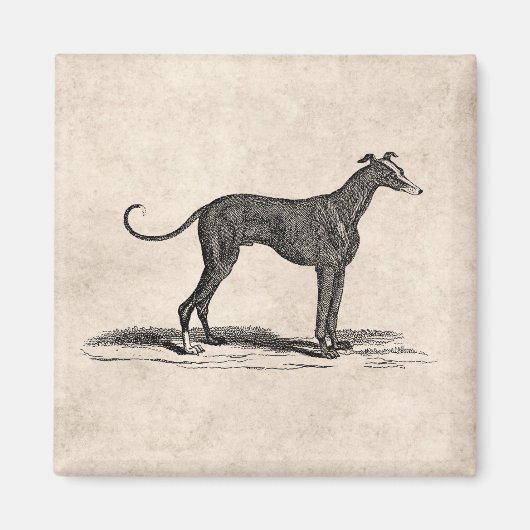  1800s Greyhound Dog Illustration - Honden Magneet (Voorkant)