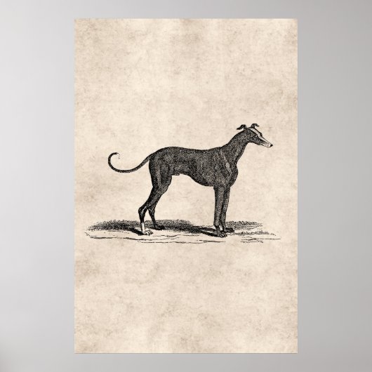  1800s Greyhound Dog Illustration - Honden Poster (Voorkant)