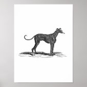  1800s Greyhound Dog Illustration - Honden Poster (Voorkant)