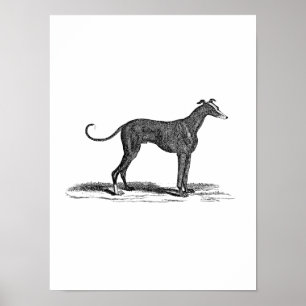  1800s Greyhound Dog Illustration - Honden Poster