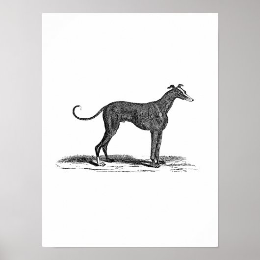  1800s Greyhound Dog Illustration - Honden Poster (Voorkant)