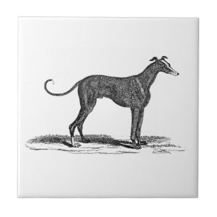 1800s Greyhound Dog Illustration - Honden Tegeltje