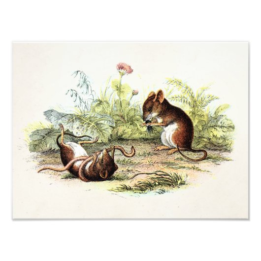  1800s Harvest Mouse Illustration Mice Foto Afdruk (Voorkant)